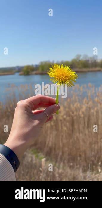 Vertical close-up video of a womans hand holding a bright yellow ...