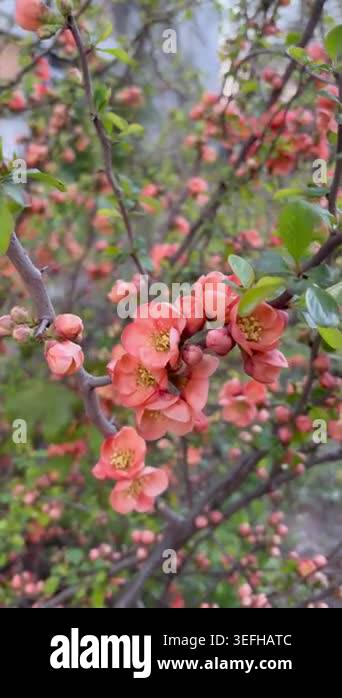 Vertical close-up video of Japanese Quince flowers swaying gently in ...