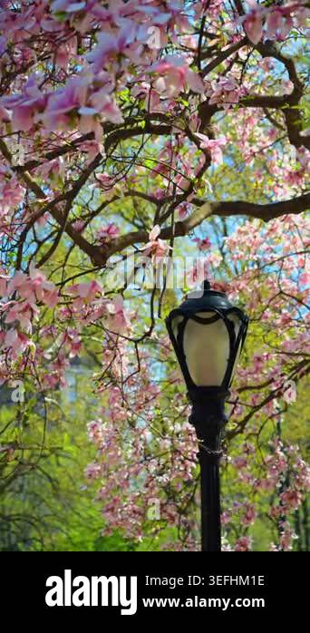 Pink magnolia blossoms and vintage lamppost in Central Park. Close up ...