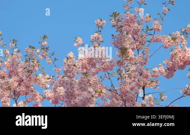 Close up of pink cherry blossom flowers blooming on tree branches under ...