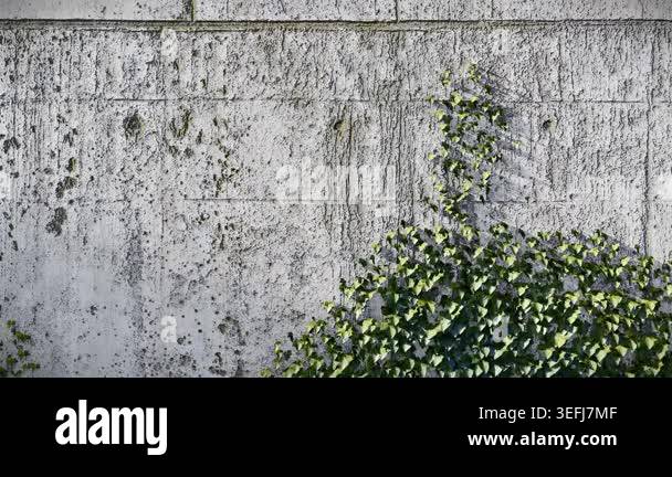 3D Old Weathered Concrete Wall Covered with Creeper Swaying in Wind ...