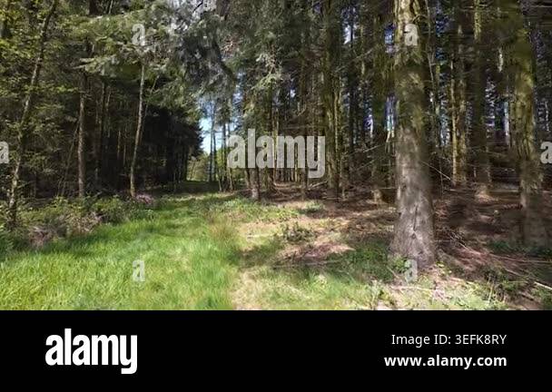 Low-angle tracking shot through a sunlit pine forest, moving past tall ...