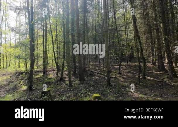 Low-angle tracking shot through a sunlit pine forest, moving past tall ...
