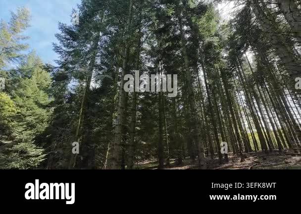 Low-angle tracking shot through a sunlit pine forest, moving past tall ...