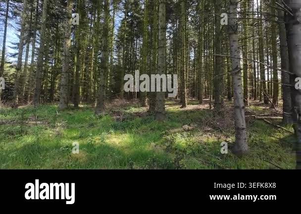 Low-angle tracking shot through a sunlit pine forest, moving past tall ...