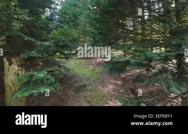 Low-angle tracking shot through a sunlit pine forest, moving past tall ...