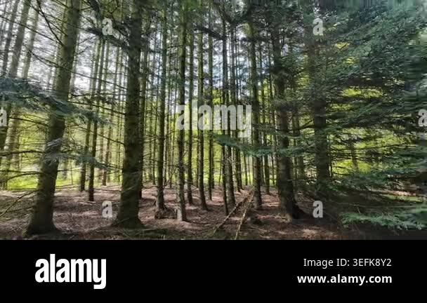 Low-angle tracking shot through a sunlit pine forest, moving past tall ...