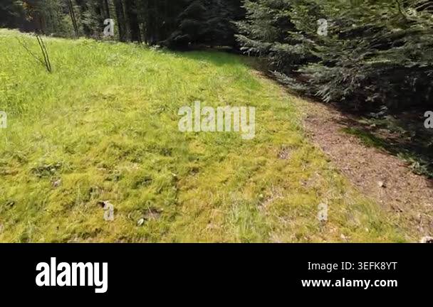 Low-angle tracking shot through a sunlit pine forest, moving past tall ...
