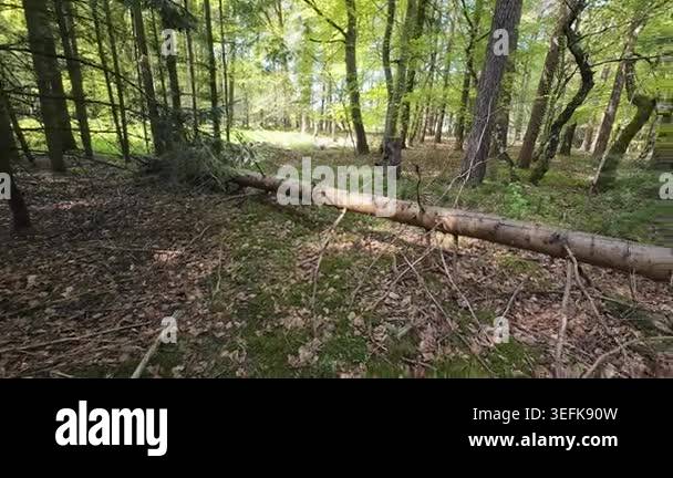 Low-angle tracking shot through a sunlit pine forest, moving past tall ...