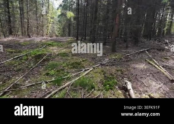 Low-angle tracking shot through a sunlit pine forest, moving past tall ...