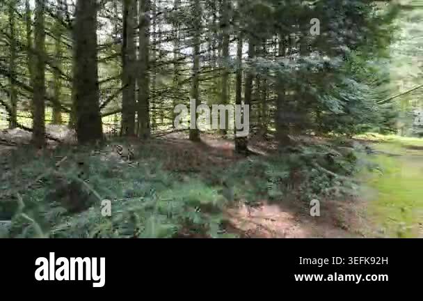 Low-angle tracking shot through a sunlit pine forest, moving past tall ...