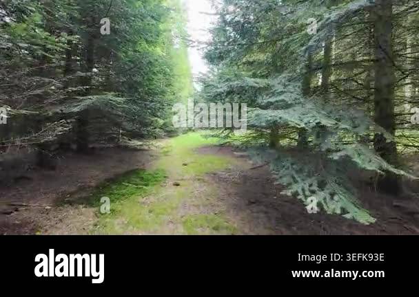 Low-angle tracking shot through a sunlit pine forest, moving past tall ...