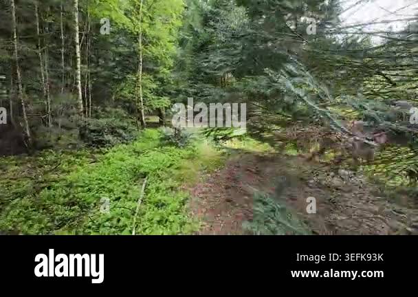 Low-angle tracking shot through a sunlit pine forest, moving past tall ...