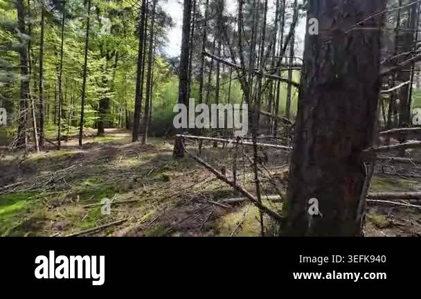 Low-angle tracking shot through a sunlit pine forest, moving past tall ...