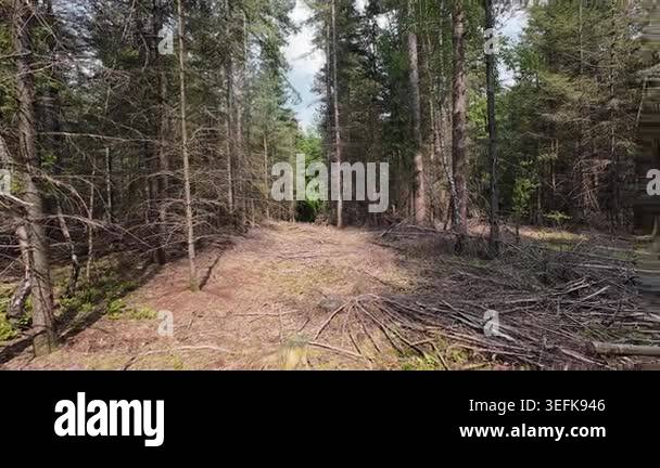 Low-angle tracking shot through a sunlit pine forest, moving past tall ...