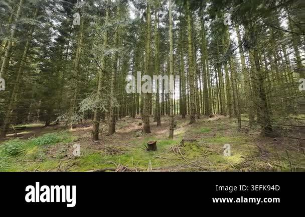 Low-angle tracking shot through a sunlit pine forest, moving past tall ...