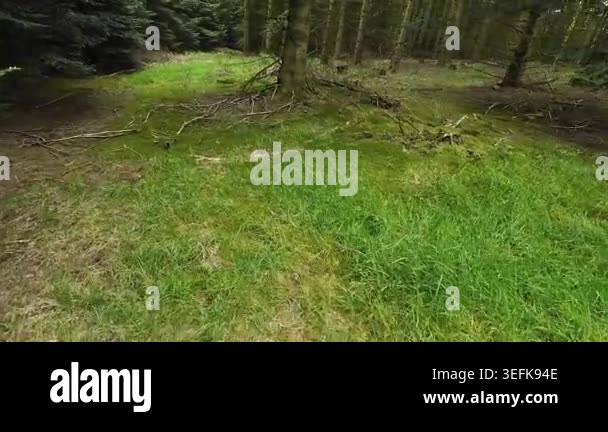 Low-angle tracking shot through a sunlit pine forest, moving past tall ...