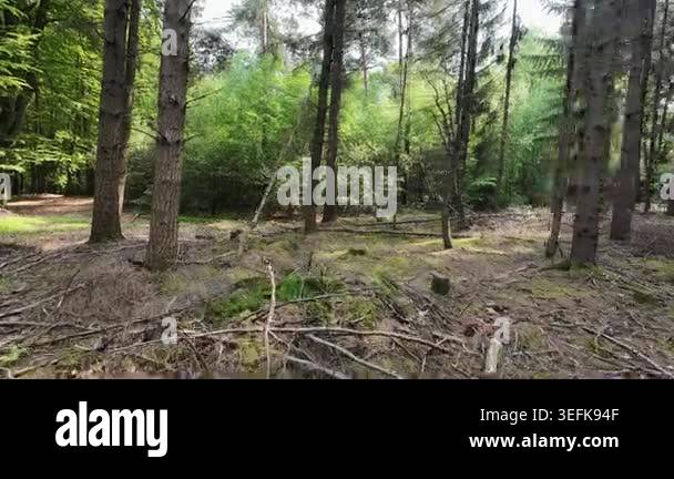 Low-angle tracking shot through a sunlit pine forest, moving past tall ...