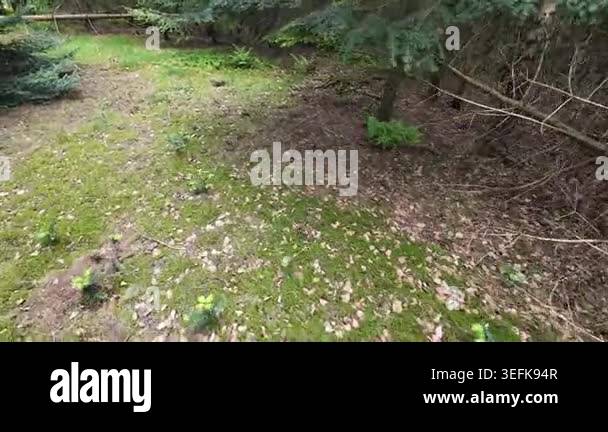 Low-angle tracking shot through a sunlit pine forest, moving past tall ...