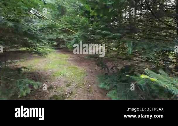 Low-angle tracking shot through a sunlit pine forest, moving past tall ...