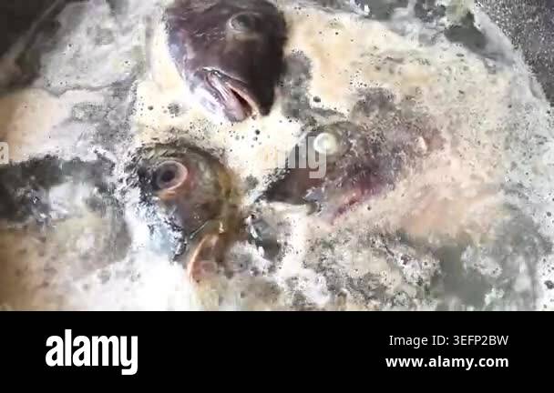 Boiling fish heads in pot, indoor Chiangmai Thailand Stock Video ...