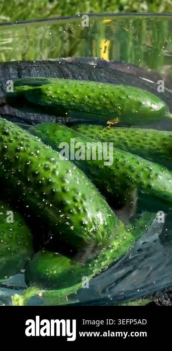 Female hand washing freshly picked organic cucumbers in water. Vertical ...