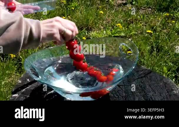 Fresh organic cherry tomatoes splashing into water in slow motion ...