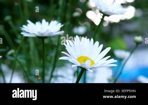 Summer breeze blows field of wild daisies. Shallow depth of field ...