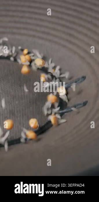 Corn kernels and white rice grains bounce and jump erratically on the ...