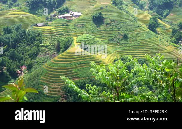 Aerial view of terraced rice fields in mountainous region Stock Video ...