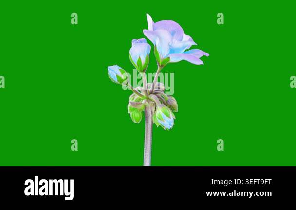 beautiful flowers, floral concept background Stock Video Footage - Alamy