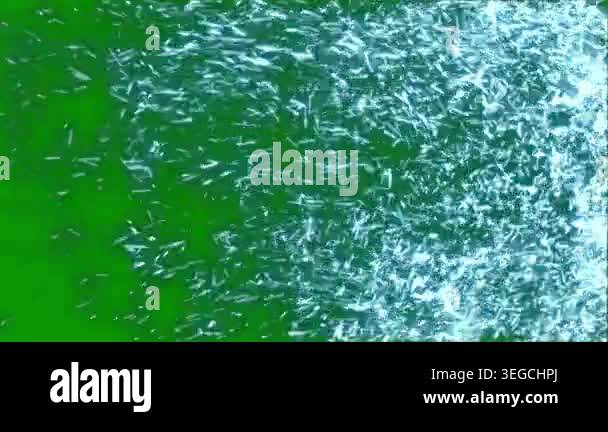 light green vector backdrop in rectangles, circles. decorative design ...