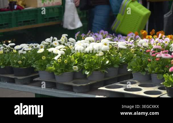 Spring flowers in pots at local market with customers in background ...