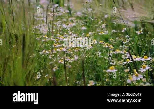 Wild meadow daisies swaying in grass, distant blurred stems with soft ...