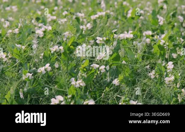 Young pea field in bloom, sea of delicate white flowers across verdant ...