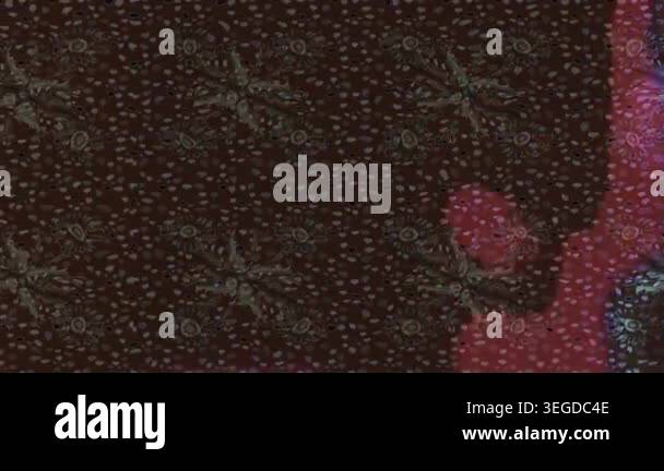Motion footage background with colorful elements. Flowers. Vintage ...
