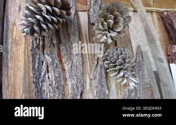 Decorative pine cones hanging on a rustic wooden wall with bark Stock ...