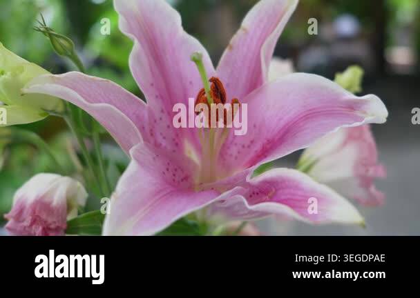 Romantic pink lily flower for wedding and greeting card background ...
