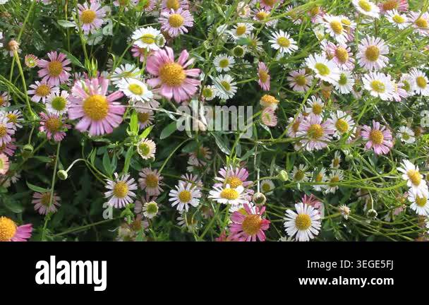 Abundant blooming Mexican fleabane flowers gently moving in the breeze ...