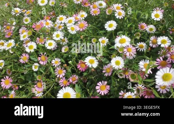 Abundant blooming Mexican fleabane flowers gently moving in the breeze ...