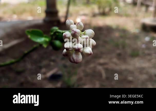 Footage depicts kaffir lime flower buds in a dense, rounded arrangement ...