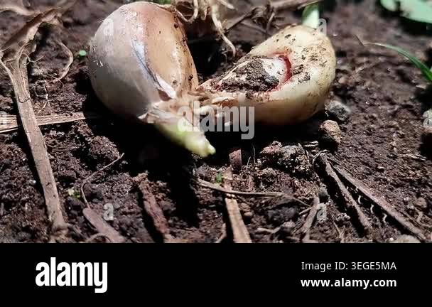 The footage shows a garlic clove split open and beginning to show signs ...