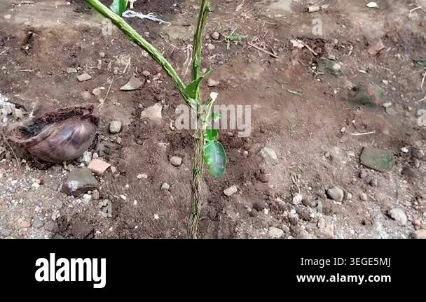The footage depicts the entire young kaffir lime tree from a medium ...