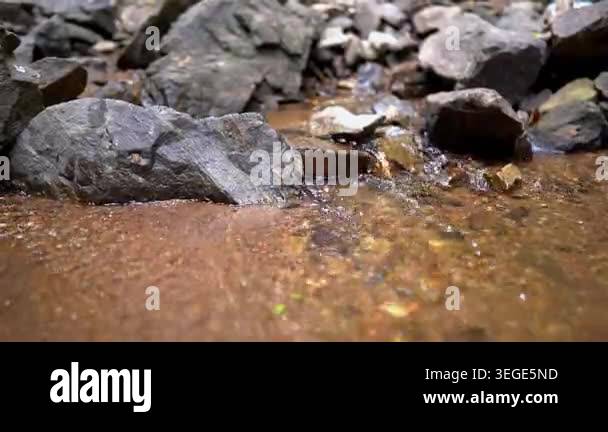 Clear water flowing gently over rocks in a natural stream. Peaceful ...