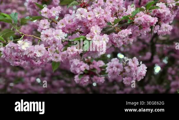 Close up video of blooming sakura branches in central Kyiv, Ukraine ...