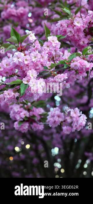 Close up video of blooming sakura branches in central Kyiv, Ukraine ...