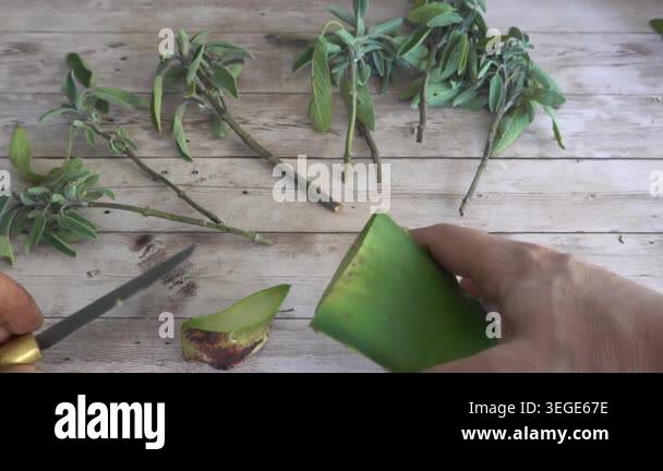 Gardener's hands cutting a fresh aloe vera leaf and using the gel to ...
