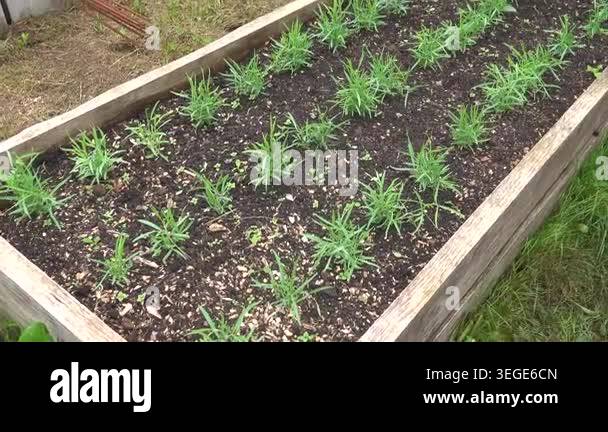 Young grass pea plants, lathyrus sativus, sprouting and growing in neat ...