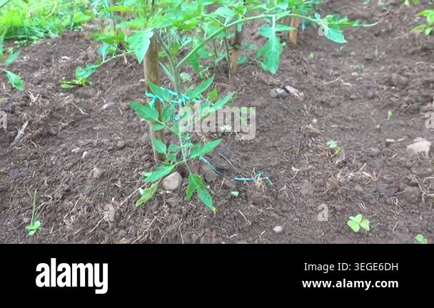 Row of young tomato plants growing in a vegetable patch. The green ...