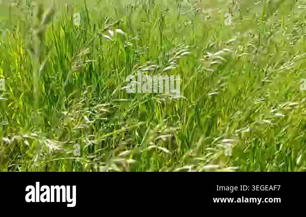 Beautiful View Of Nature Scene Stock Video Footage Alamy beautiful-view-of-nature-scene-stock-video-footage-alamy